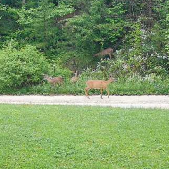 Meet your Posher, Teresa**LET'S DEAL****πππ - Picture 7 of 9